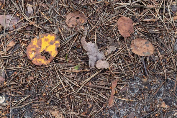 Kuru sonbahar ormanlarının kalıntıları. Zemin katta. Sonbahar ormanında kuru ağaçlar.
