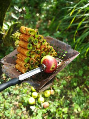 delikli elma çekirdeği durumda