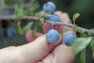 sloes yol kenarı üzerinde hasat