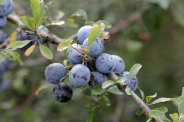 sloes yol kenarı üzerinde hasat