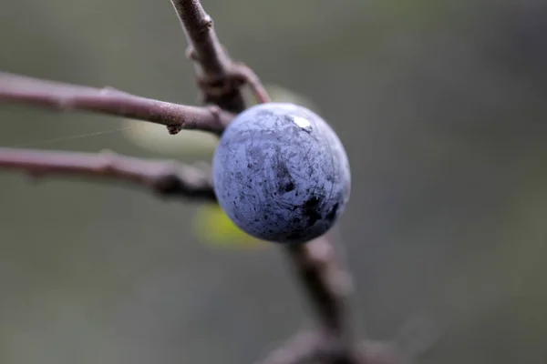 Schlehen Wegesrand Ernten — Stockfoto