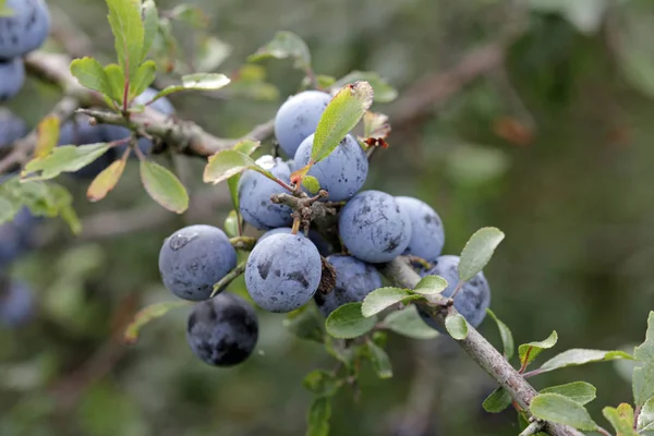 Harvest Sloes Wayside — Stock Photo, Image