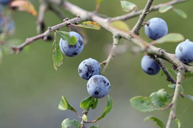 sloes yol kenarı üzerinde hasat