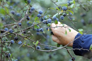 sloes yol kenarı üzerinde hasat