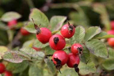  Kuşburnu yol boyunca hasat