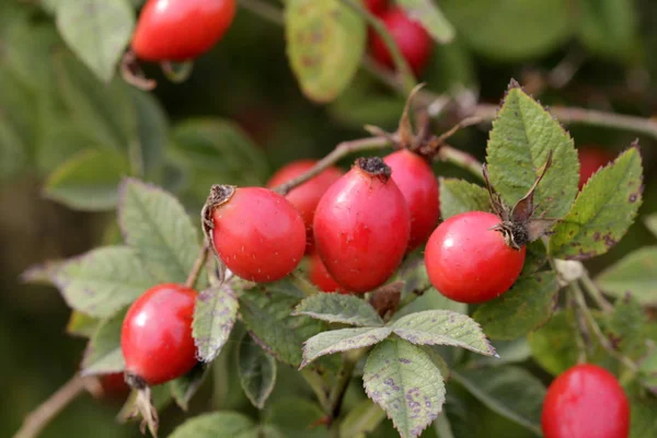 Harvest Rosehips Way — Stock Photo, Image