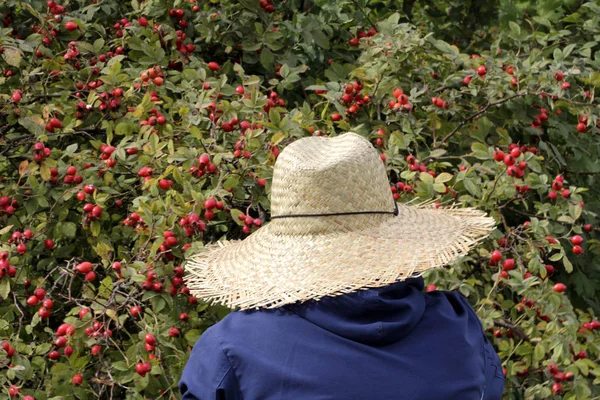 Harvest Rosehips Way — Stock Photo, Image