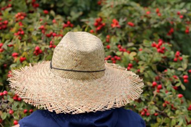  Kuşburnu yol boyunca hasat