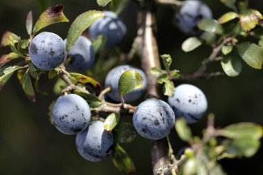 karaçalı çilek brunch ve sepeti
