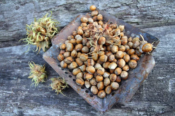 Muchas Avellanas Árbol — Foto de Stock