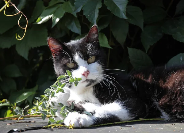  kedi kedi otu nane ile