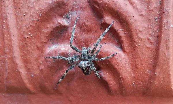 Close Garden Cross Spider — Stock Photo, Image