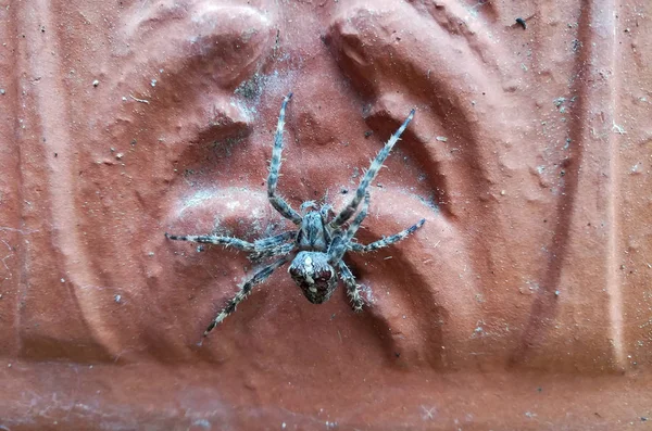 Cerca Jardín Cruz Araña — Foto de Stock