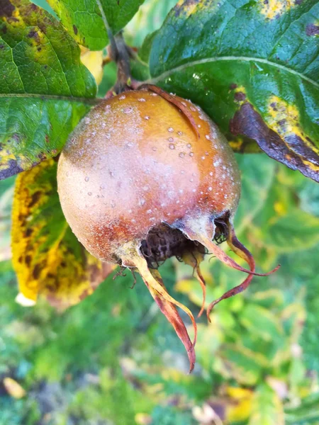 Frutos Medlar Outubro — Fotografia de Stock