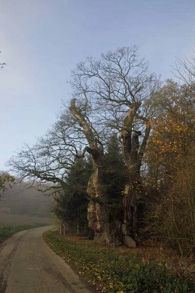 Chêne Vieux 1000 Ans Borlinghausen — Photo