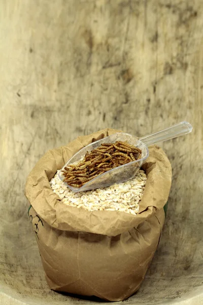 Eiwitbron Geïmpregneerde Rmealworms — Stockfoto