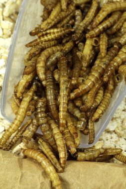 Protein kaynağı, dryed rmealworms