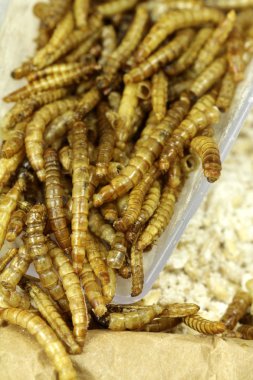 Protein kaynağı, dryed rmealworms