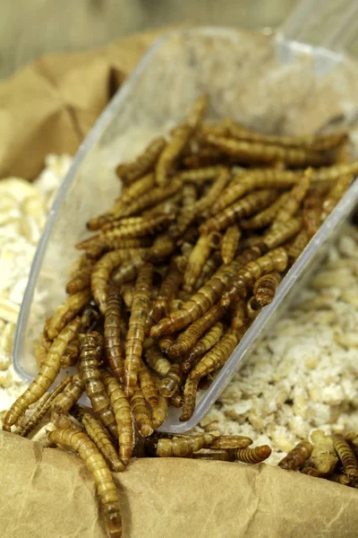 Protein Source Dryed Rmealworms — Stock Photo, Image