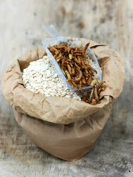 Eiwitbron Geïmpregneerde Rmealworms — Stockfoto