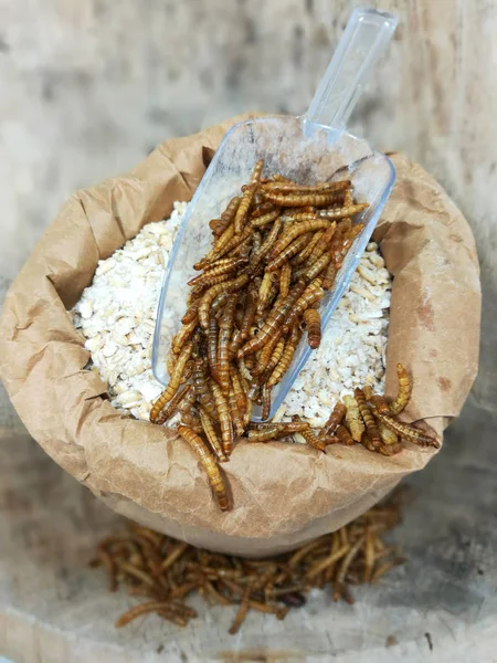 蛋白质来源 干燥的 Rmealworms — 图库照片