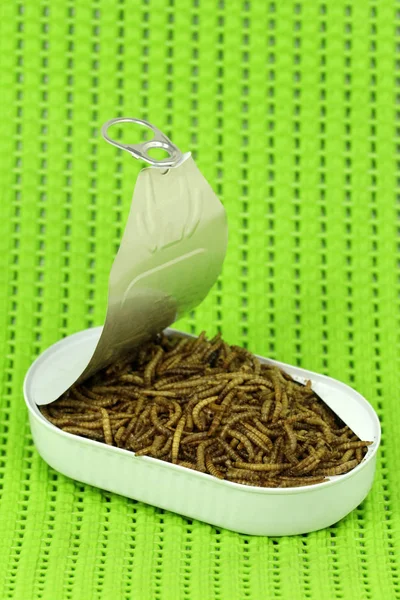 Állati Fehérje Formájában Mealworms Élelmiszer Jövőben — Stock Fotó
