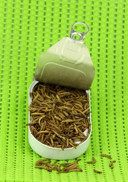 동물성 단백질의 형태로 Mealworms 미래의 — 스톡 사진