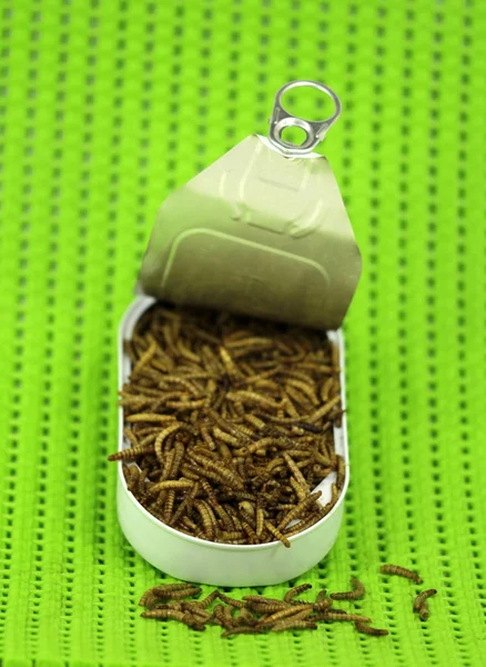 동물성 단백질의 형태로 Mealworms 미래의 — 스톡 사진