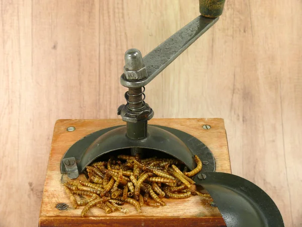 Mealworms 단백질 — 스톡 사진