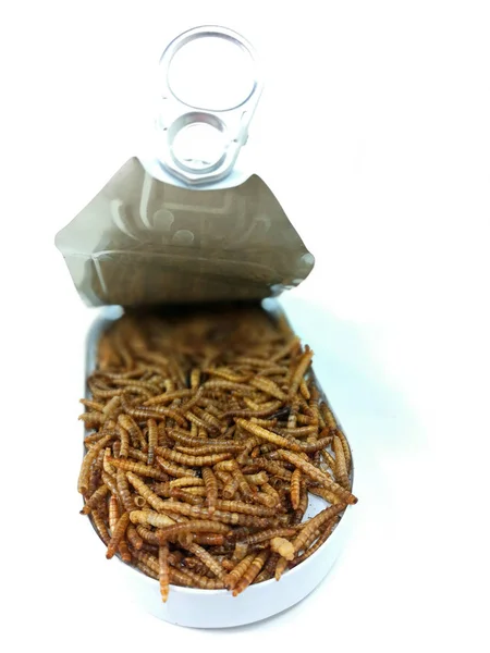 Mealworms Protein Source First Choice — Stock Photo, Image