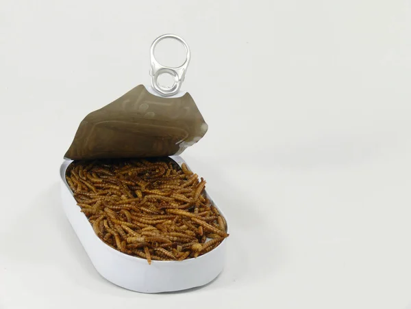 Mealworms První Volba Zdroj Bílkovin — Stock fotografie