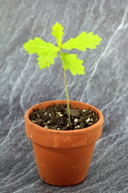 Genç meşe fide Ito çömlek