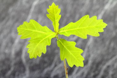 Genç meşe fide Ito çömlek