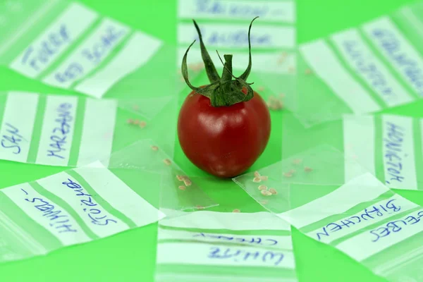 Selection Different Tomato Seeds — Stock Photo, Image