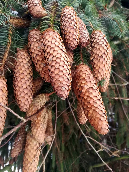 Fichtenzapfen Nadelbaum — Stockfoto