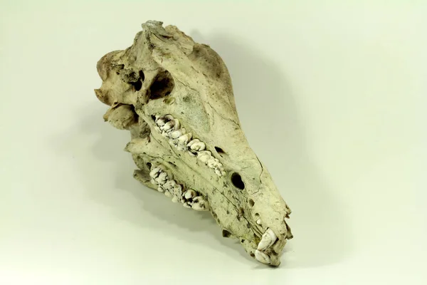 Wild Boar Skull White Background — Stock Photo, Image