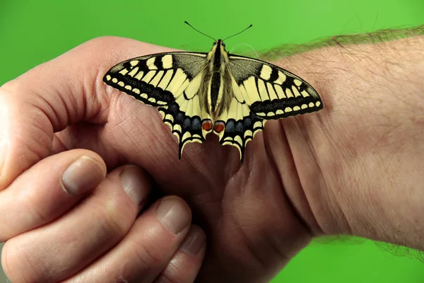 Young Swallowtail Butterfly Species Protection — Stock Photo, Image