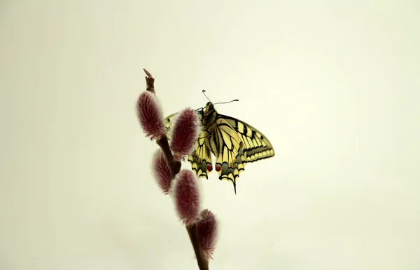 Young Swallowtail Butterfly Species Protection — Stock Photo, Image