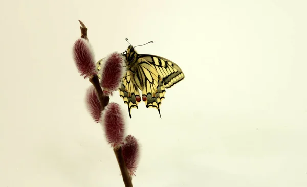 Young Swallowtail Butterfly Species Protection — Stock Photo, Image