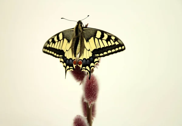 Jeune Papillon Hirondelle Protection Des Espèces — Photo