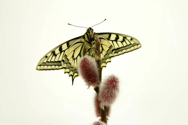 Young Swallowtail Butterfly Species Protection — Stock Photo, Image