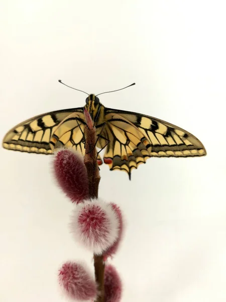 Mladí Otakárek Butterfly Druhová Ochrana — Stock fotografie