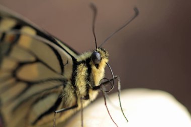 Genç swallowtail kelebek, türlerin koruma