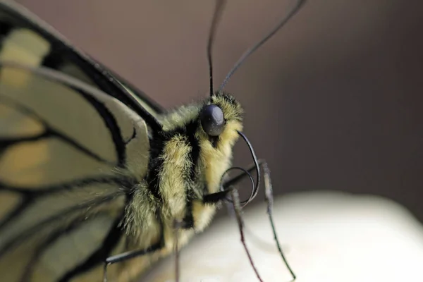 Borboleta Rabo Andorinha Jovem Proteção Espécies — Fotografia de Stock