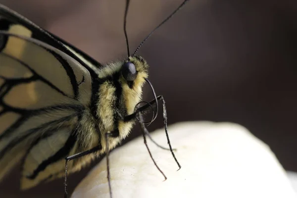 Borboleta Rabo Andorinha Jovem Proteção Espécies — Fotografia de Stock