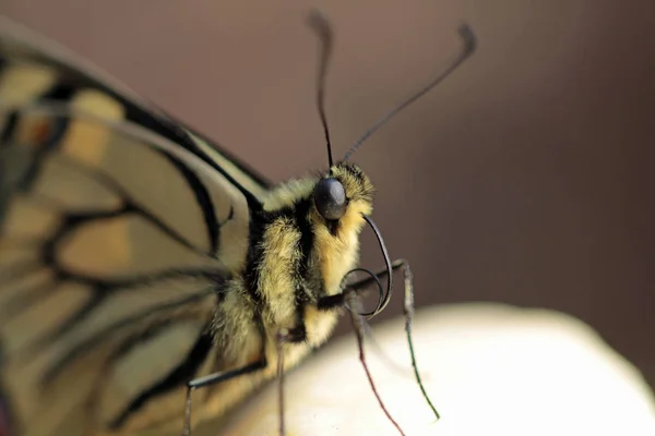 Young Swallowtail Butterfly Species Protection — Stock Photo, Image