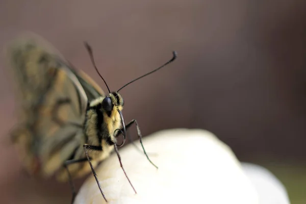 Young Swallowtail Butterfly Species Protection — Stock Photo, Image