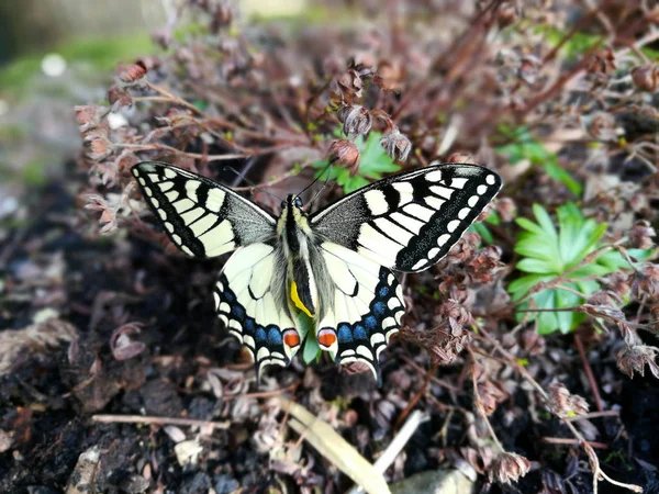 Young Swallowtail Butterfly Species Protection — Stock Photo, Image