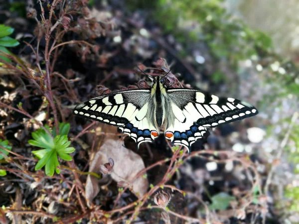 Mariposa Cola Golondrina Joven Protección Especies — Foto de Stock