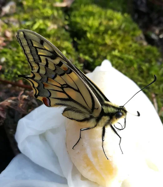 Jeune Papillon Hirondelle Protection Des Espèces — Photo